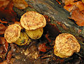 Gelber Hexen-Röhrling Neoboletus junquilleus