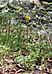 4147-Hieracium albinum-Labský důl-13.7.20.jpg