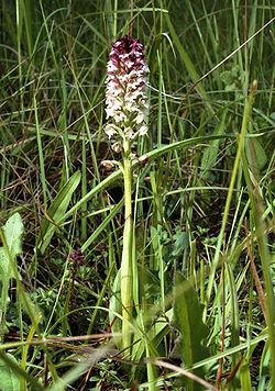 Orchis ustulata