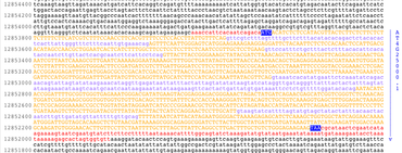 Genetic sequence in digital format. AMY1gene.png