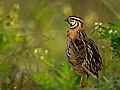 A male Rain Quail