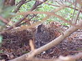 User:Hmcheng: A newborn robin is waiting for a rescue from its parents.