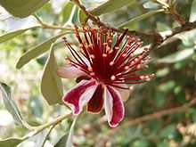 220px-Acca_sellowiana_flower_1