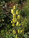 Miniatura para Aconitum anthora