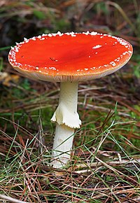 Amanita muscaria