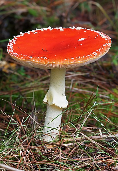 File:Amanita muscaria After Rain.jpg