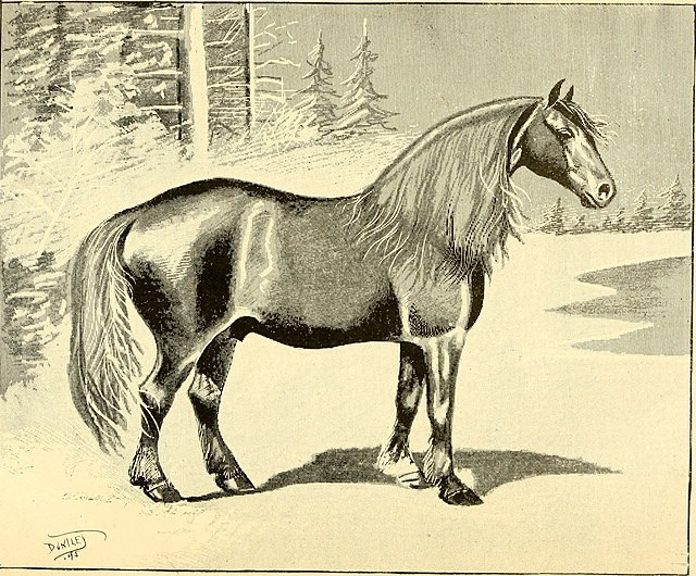 A profile drawing of a Narragansett Pacer standing, showing a shiny smooth coat, and a long natural mane.