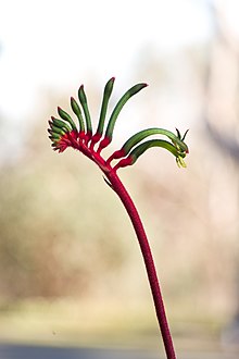 Anigozanthos manglesii Western Australia's floral emblem Anigozanthos manglesii gnangarra-1008.jpg