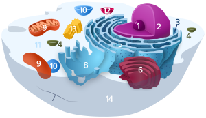 Ribosomal DNA