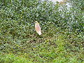 Rallenreiher Squacco Heron