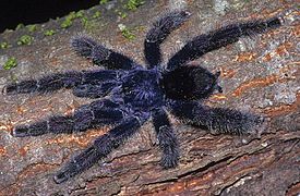 Avicularia juruensis male