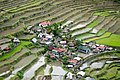 زراعة الأرز على مصاطب في الفليبين.