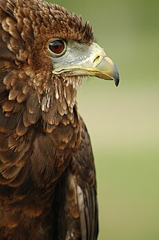 Gros plan d’un bateleur (Terathopius ecaudatus), oiseau rapace d’origine sub-saharienne. (définition réelle 2 000 × 3 008*)