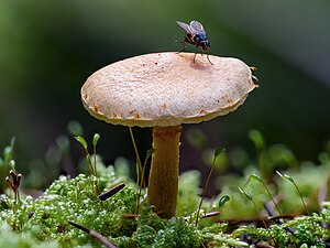 Un jeune bolet avec une mouche dans le Bruderwald.