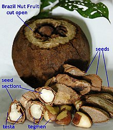 Cross sections of Brazil nut seeds, showing the tegmen and testa Brazil nut Seed Tegmen testa.jpg