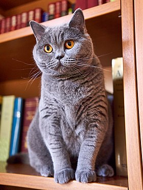 Chat british shorthair bleu.