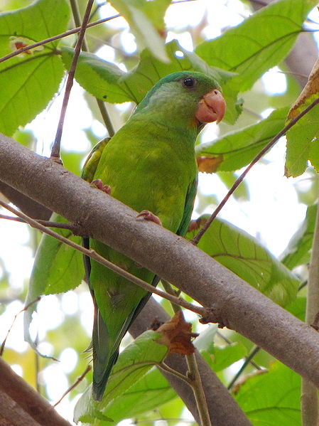 Parakeet in tree