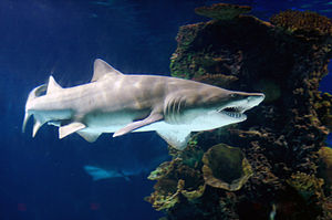 Sand tiger shark (Carcharias taurus) at the Ne...
