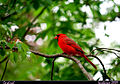 En mennlicher Rotvoggel (Cardinalis cardinalis) Een rode kardinaal (mannetje)