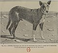 Charnigue extrait de : « Le chien et ses races. Tome 3 » par Pierre Mégnin (1828-1905)