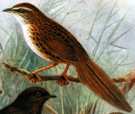 Chathamgrasvogel