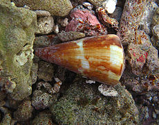 Conus vexillum