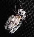 Sycamore lace bug