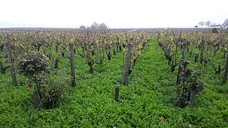 Couvert végétal entre les vignes, en novembre.