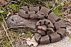 Banded rock rattlesnake (Crotalus lepidus klauberi) Catron County, New Mexico