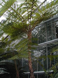 Description de l'image Cyathea cooperi.jpg.