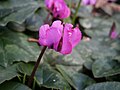 Cyclamen coum - dark pink