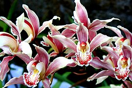 Orchidée Cymbidium erythraeum à la fête des fleurs de Gangtok.