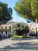 Olivo Milenario y Plaza de España