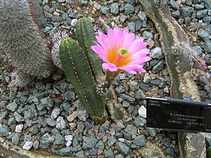 Echinocereus scheeri