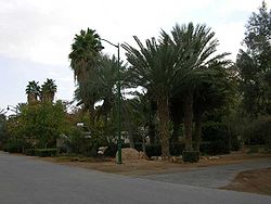 EinHatzeva palmtrees.jpg