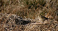 Pica dos prados (Anthus campestris) En Wikimedia Commons: Pica dos prados