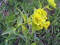 Miniatura para Euphorbia serrata