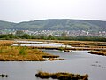 Das Große Torfmoor nördlich des Wiehengebirges, Kreis Minden-Lübbecke