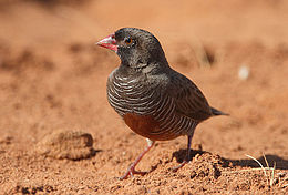 Fürjasztrild (Ortygospiza atricollis)