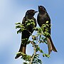 Miniatura per Drongo cuaforcat