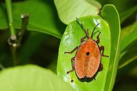 An oval dorsoventrally flattened nymph of the bronze orange bug on a citrus leaf.