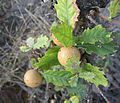 Oak Apples on an oak tree.