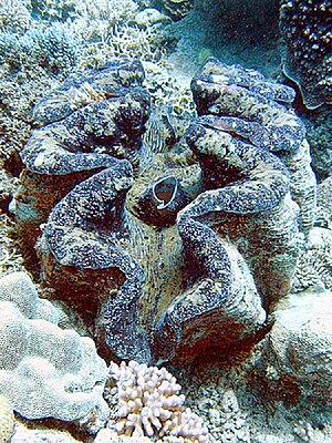 The giant clam (Tridacna gigas) is the largest...