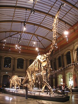 ギラッファティタン・ブランカイ (Giraffatitan brancai) の骨格化石標本（ドイツ、ベルリンのフンボルト博物館）