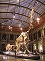 Image 7The Dinosaur Hall of the Naturkundemuseum, Berlin, showing the skeleton of Giraffatitan brancai, among the largest mounted skeletons in the world