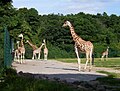 Giraffen im Tierpark Berlin