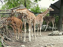 Giraffes - Copenhagen Zoo - DSC09012.JPG