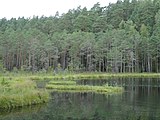 Naturreservatet Królewska Sosna