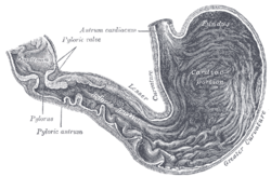 Na řezu žaludkem je pylorus zúžená část vlevo od středu