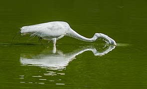 Plunging its head into the water to hunt inside Green-Wood Cemetery in Brooklyn